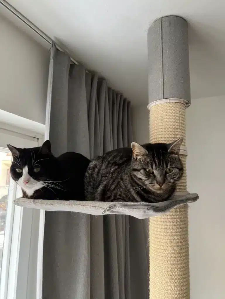 Jeff och Joris sitter uppe i ett katträd