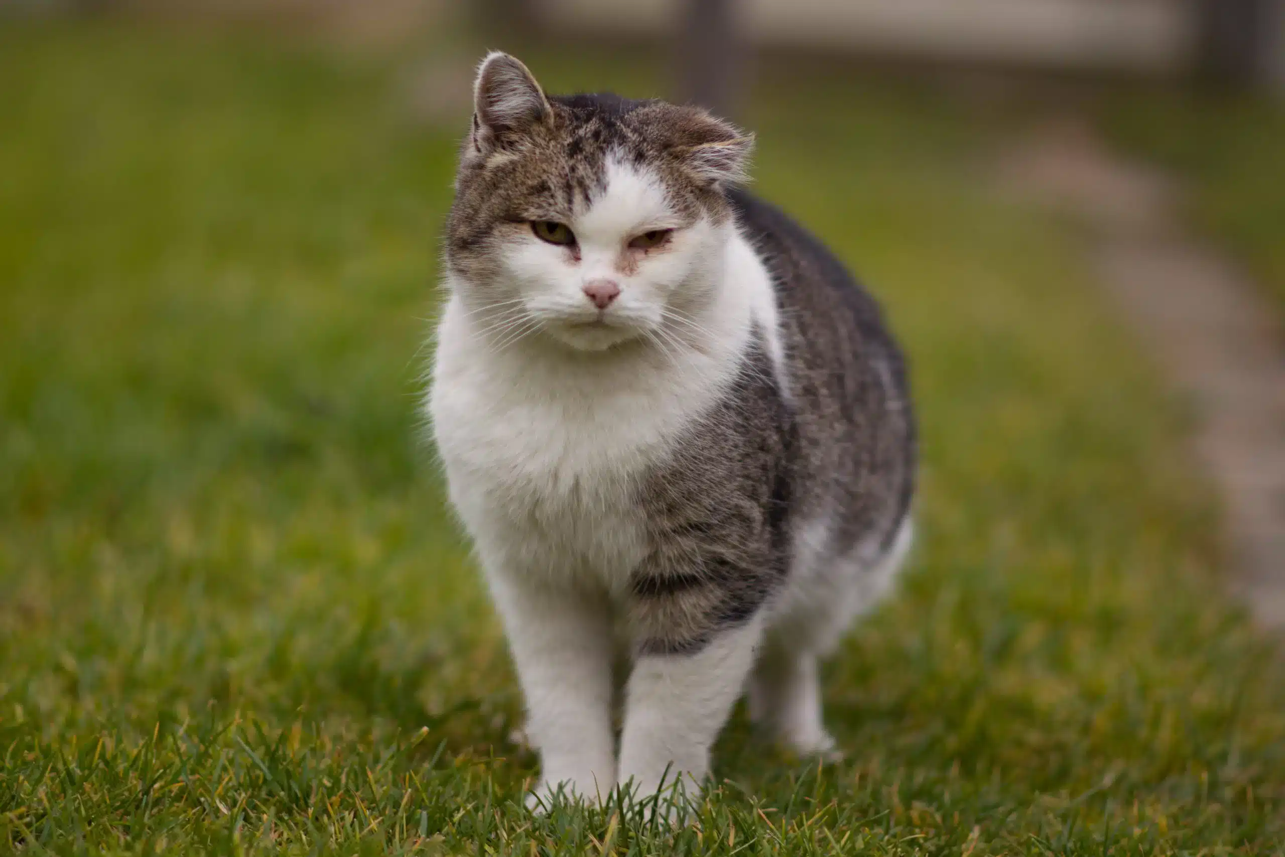 Gammal katt som är ute och går