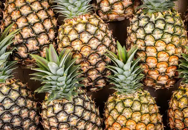Kan katter spise ananas? Bild