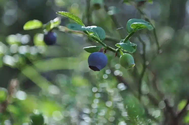 Kan katter spise blåbær? Bild