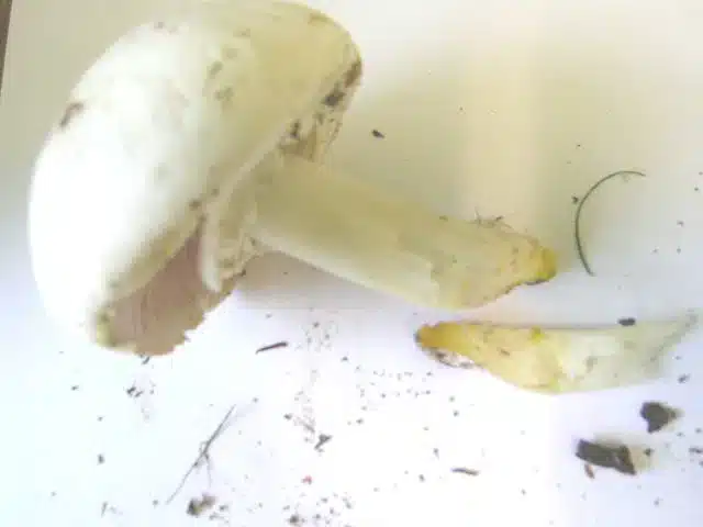 Kan katter spise sjampinjonger? Bild