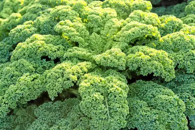 Kan katter spise grønnkål? Bild