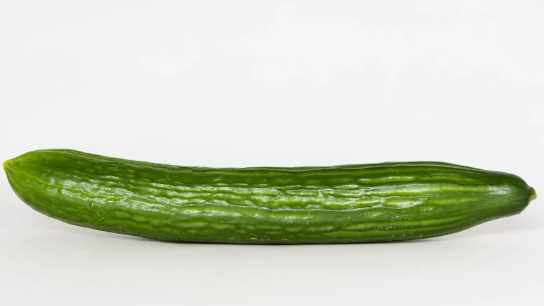 Kan katter spise agurk? Bild