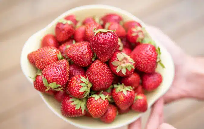 Kan katter spise jordbær? Bild