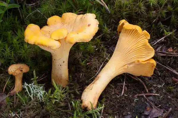 Kan katter spise kantareller? Bild