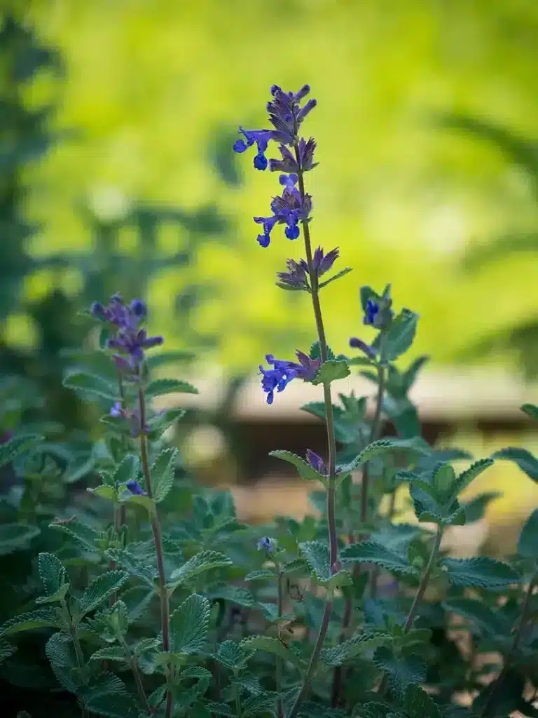 Kan katter spise kattemynte? Bild