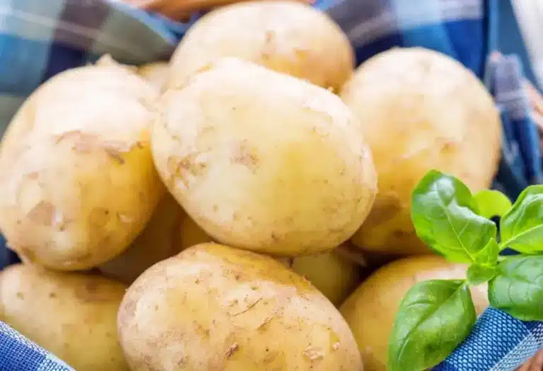 Kan katter spise kokte poteter? Bild