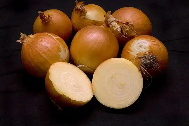 Kan katter spise løk? Bild