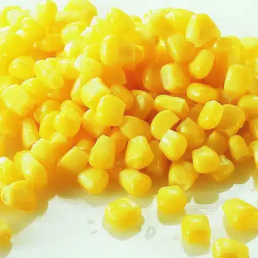 Kan katter spise mais? Bild