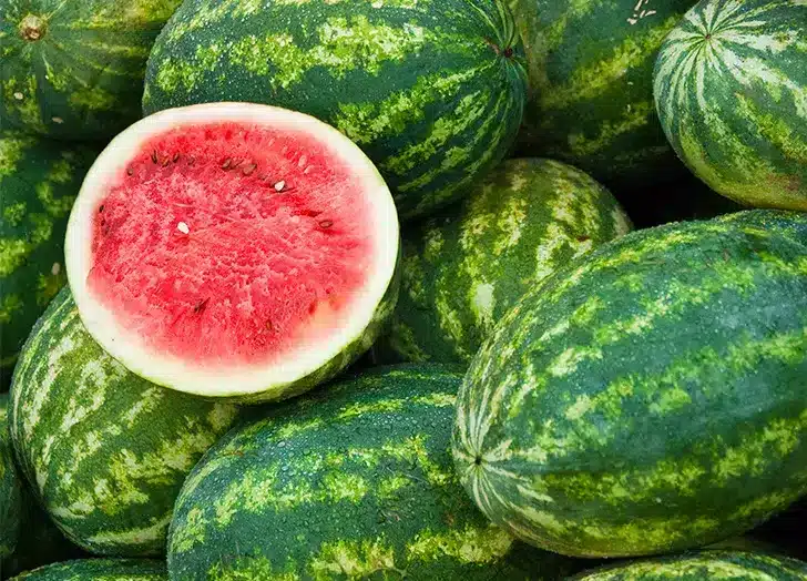 Kan katter spise melon? Bild