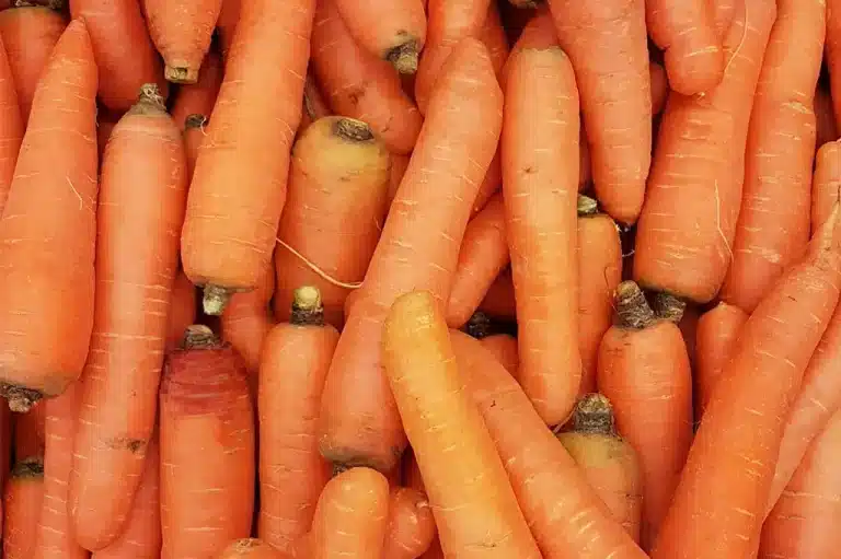 Kan katter spise gulrot? Bild