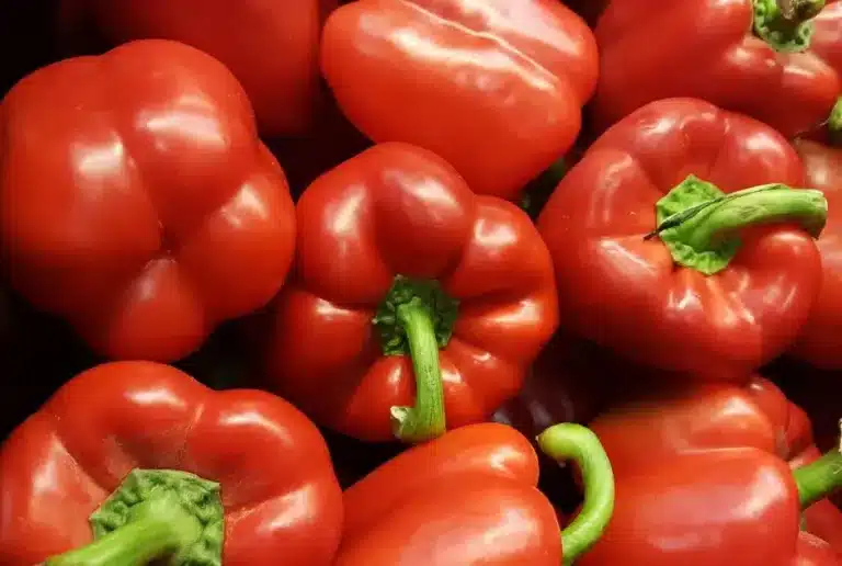 Kan katter spise paprika? Bild