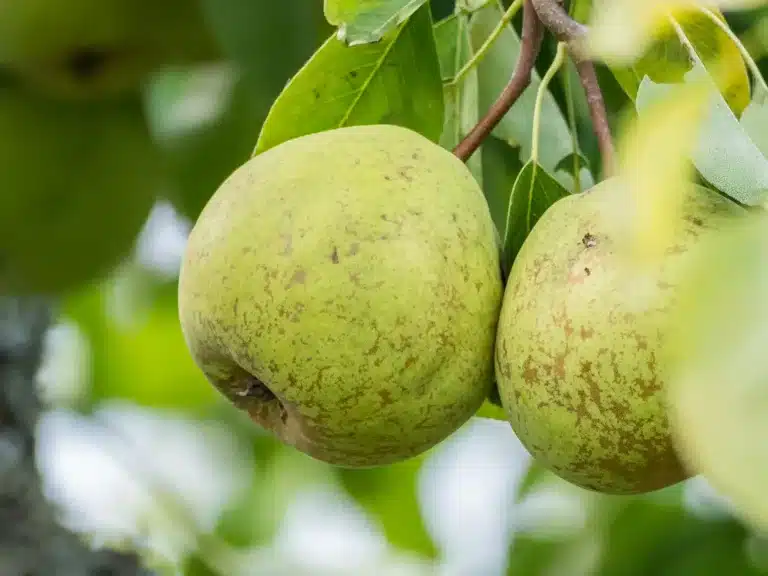 Kan katter spise pærer? Bild