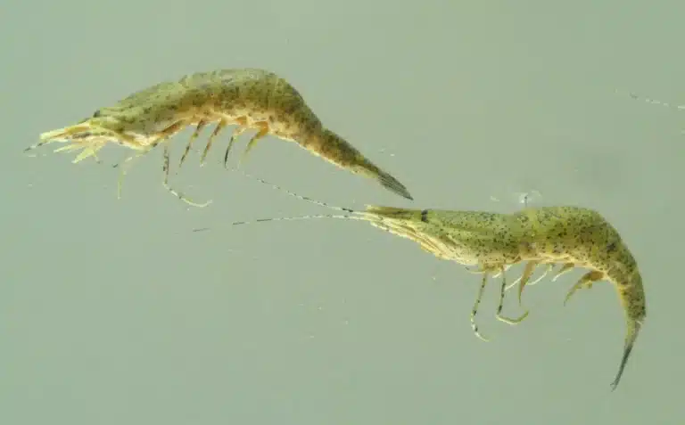 Kan katter spise reker? Bild