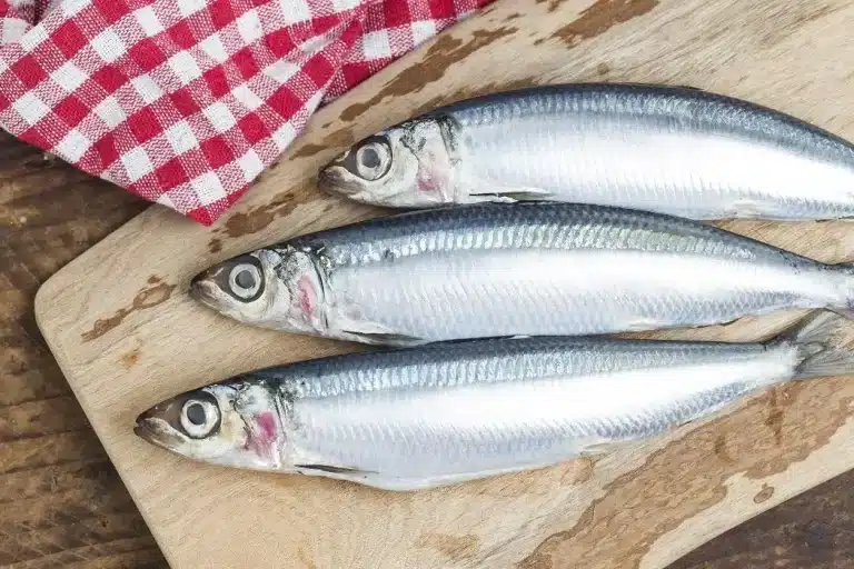 Kan katter spise sardiner? Bild