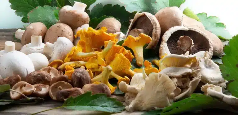 Kan katter spise sopp? Bild