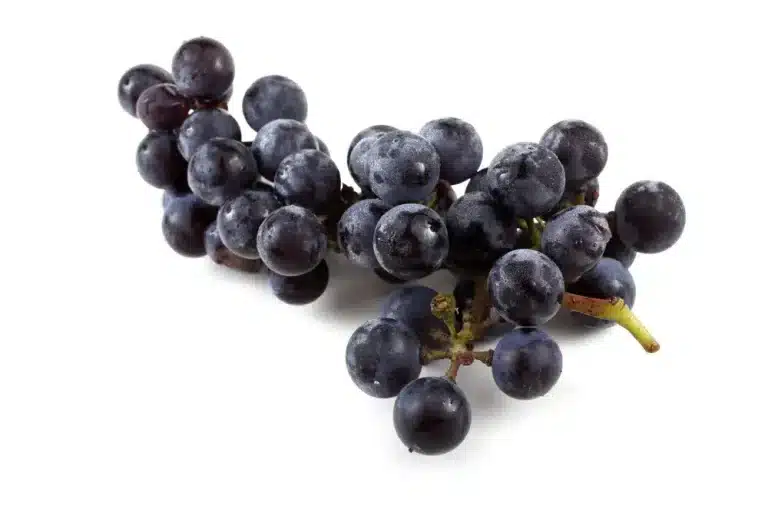 Kan katter spise druer? Bild