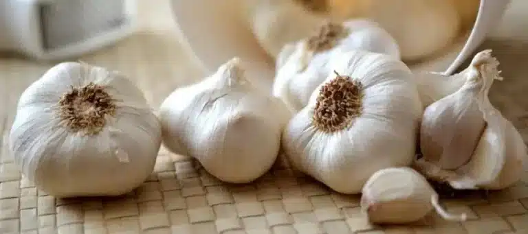 Kan katter spise hvitløk? Bild