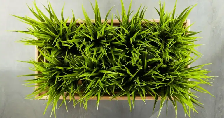 Kan katter spise popcorngress? Bild