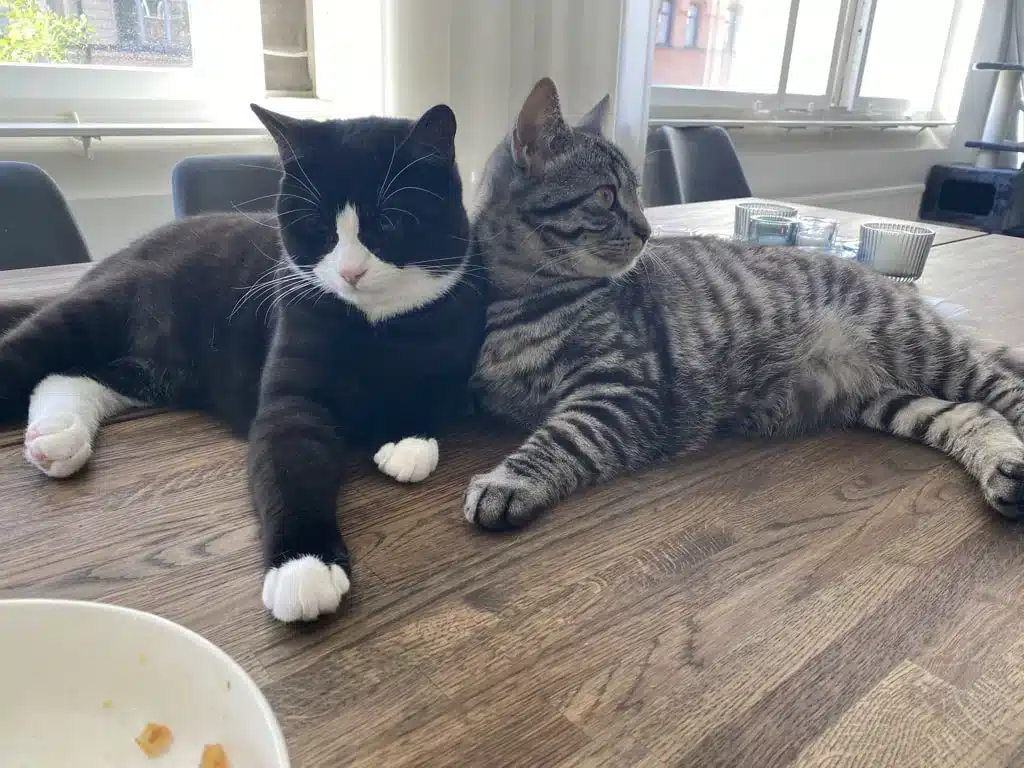 Jeff och Joris ligger på köksbordet