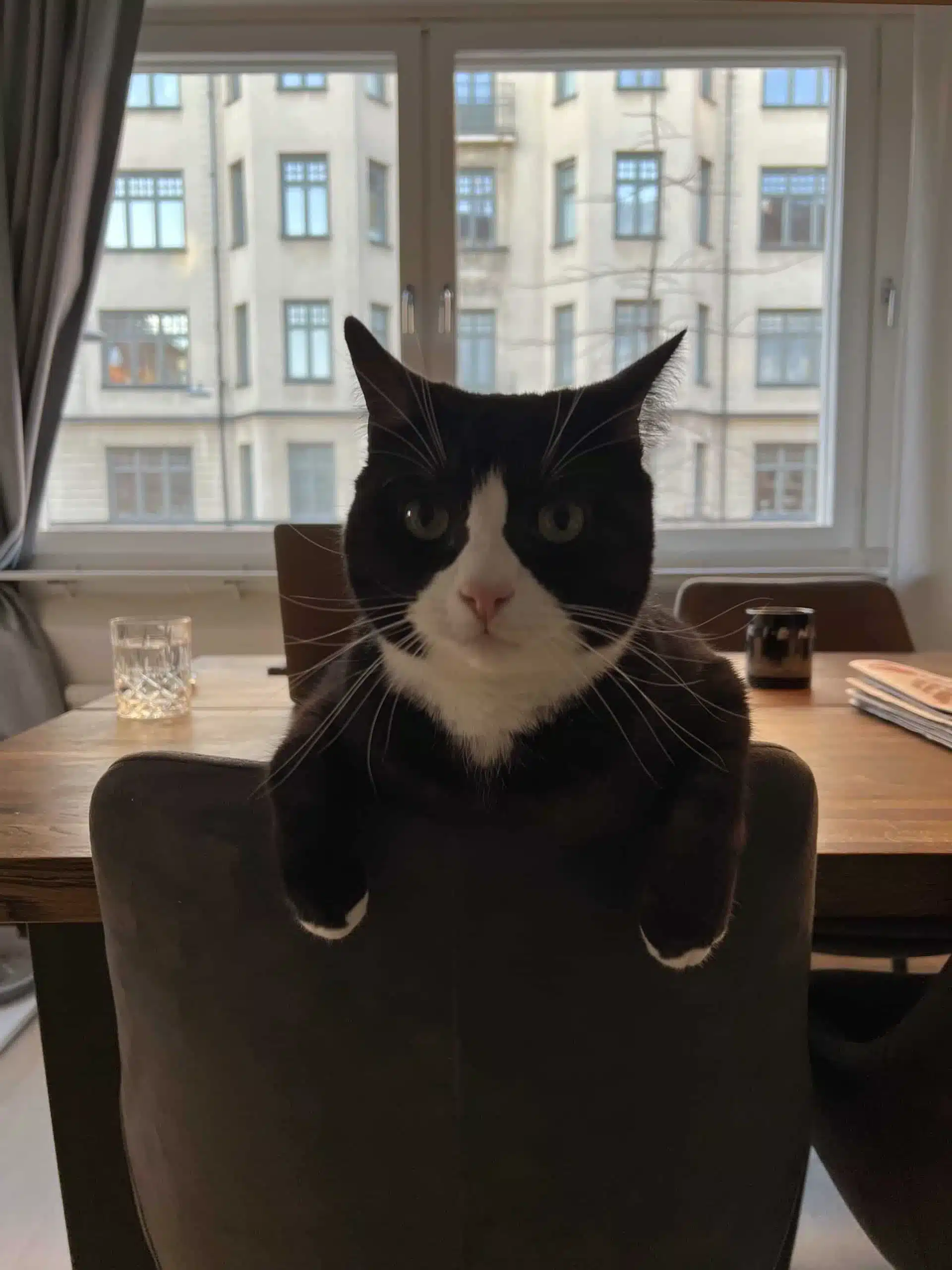 Jeff hänger över en stol