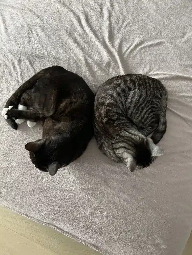 Jeff och Joris ligger på fotpall