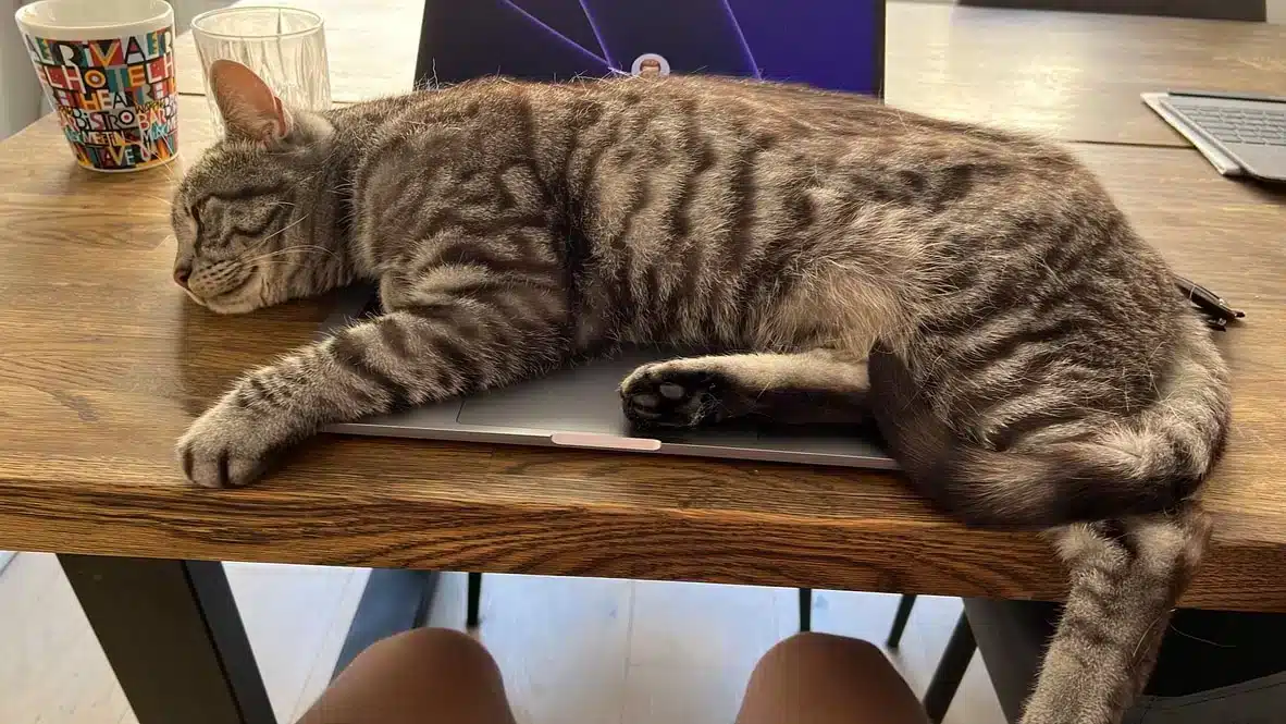 Joris ligger på dator