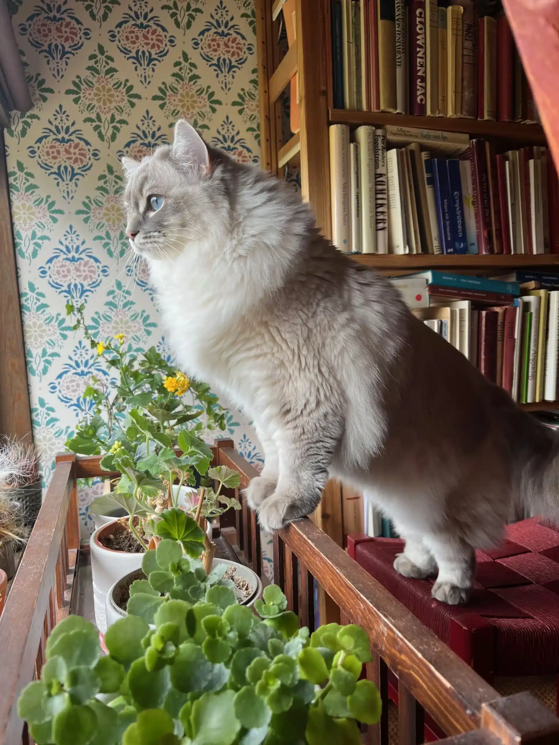 Celine tittar ut genom fönstret