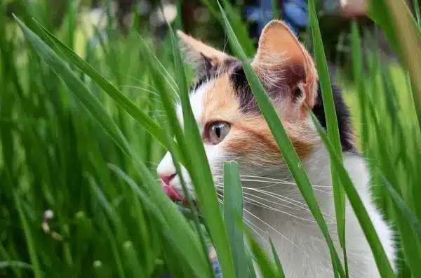 Fästingar på Katter