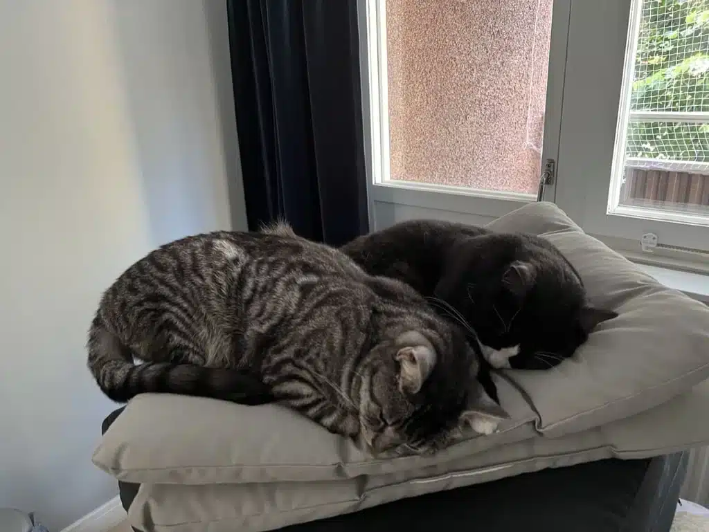 Jeff och Joris sover på en kudde