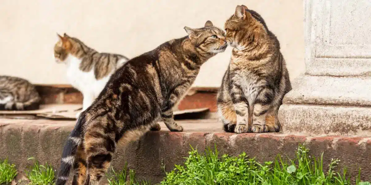 Katt som sniffar på en annan katt